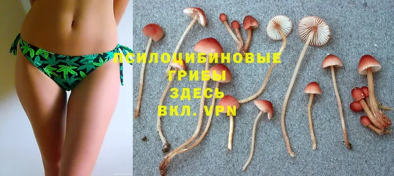 ОМГ ОМГ как войти  Починок  Псилоцибиновые грибы Psilocybe  закладки 